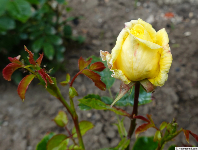 'Toulouse-Lautrec ®' rose photo