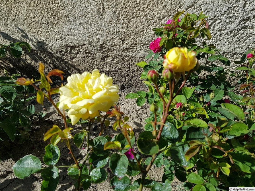 'Toulouse-Lautrec ®' rose photo