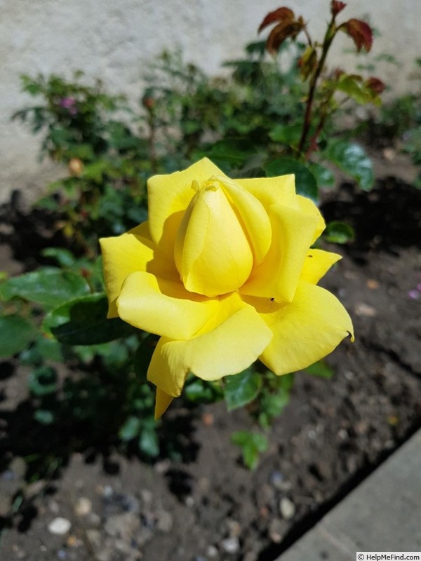 'Toulouse-Lautrec ®' rose photo