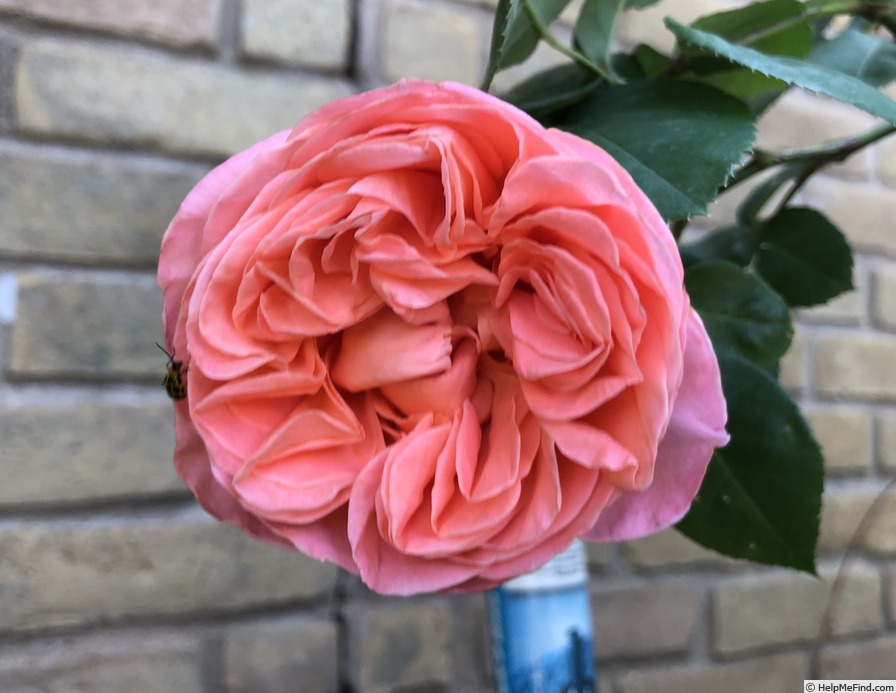 'Sweet Mademoiselle ™' rose photo