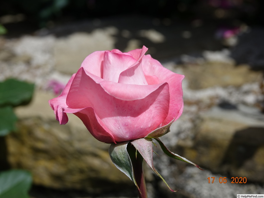 'Arthur Rimbaud ®' rose photo