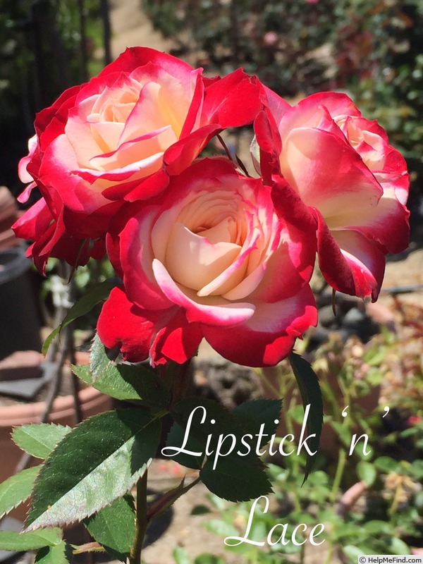 'Lipstick 'n' Lace' rose photo