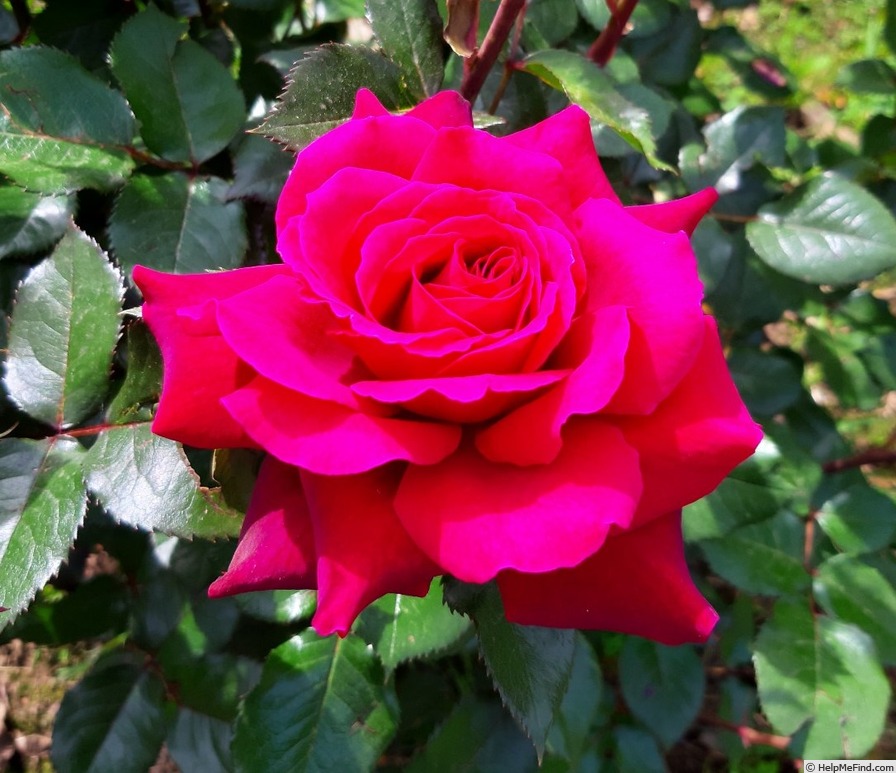 'Bellevue ® (hybrid tea, Kordes 2006)' rose photo