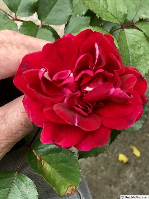 'MBCDMCS1' rose photo