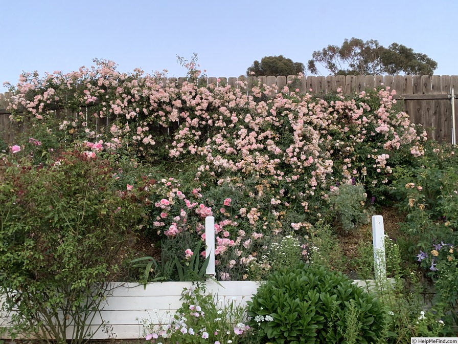 'Mel's Heritage' rose photo