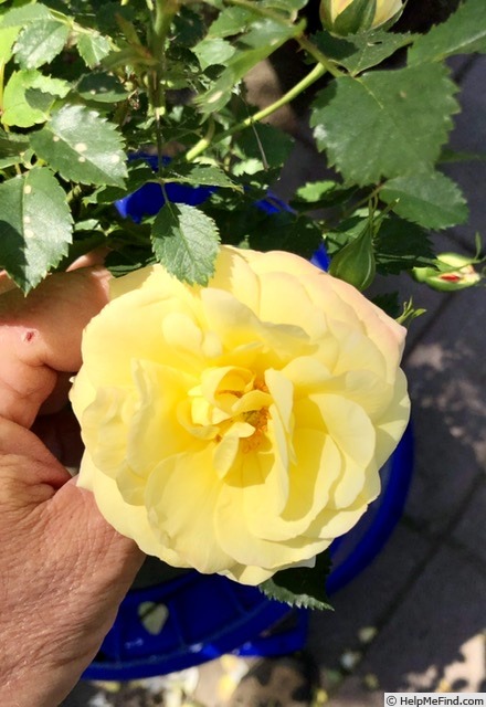 'YBRCAMP2' rose photo