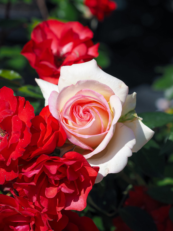 'Boreale ®' rose photo