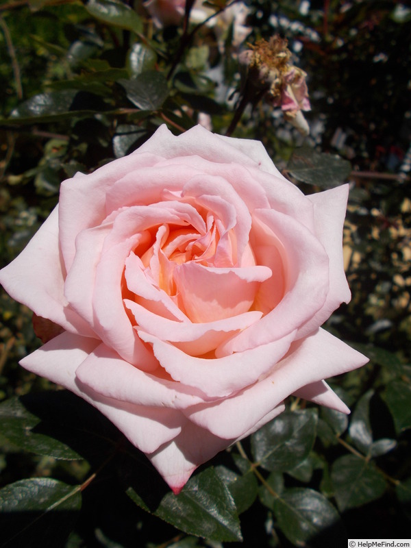 'Compassion ® (Large-Flowered Climber Harkness, 1972)' rose photo