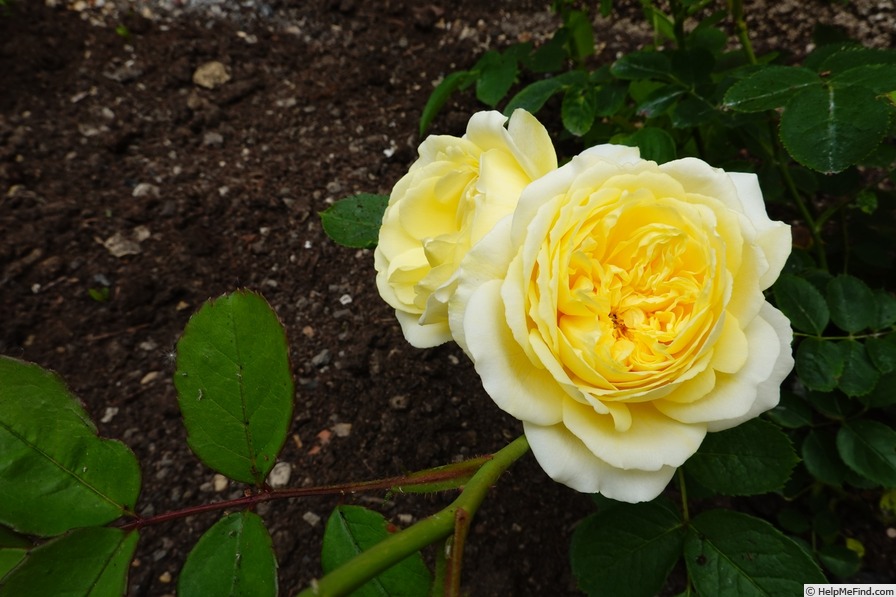 'The Pilgrim ®' rose photo
