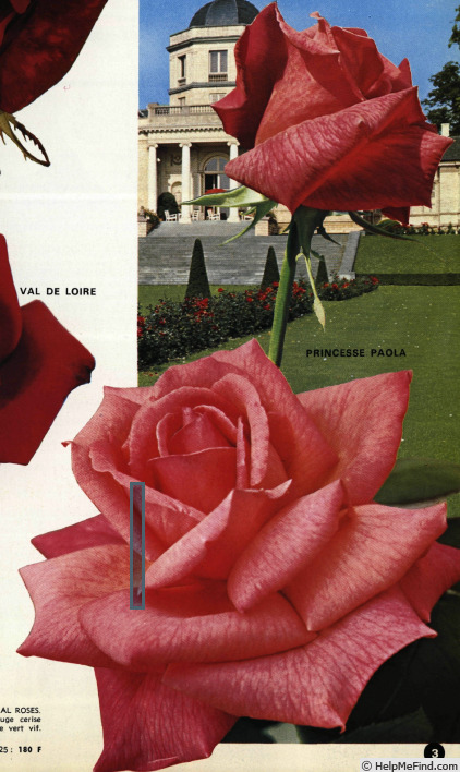 'Princesse Paola ®' rose photo