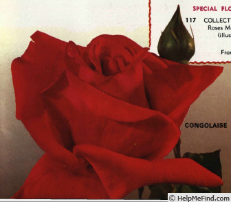 'Congolaise' rose photo