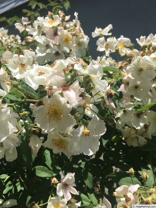 'R. helenae' rose photo