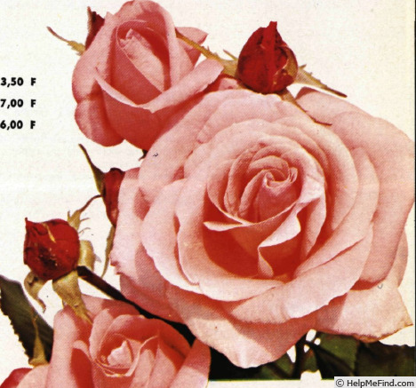 'Elysium ® (floribunda, Kordes, 1961)' rose photo