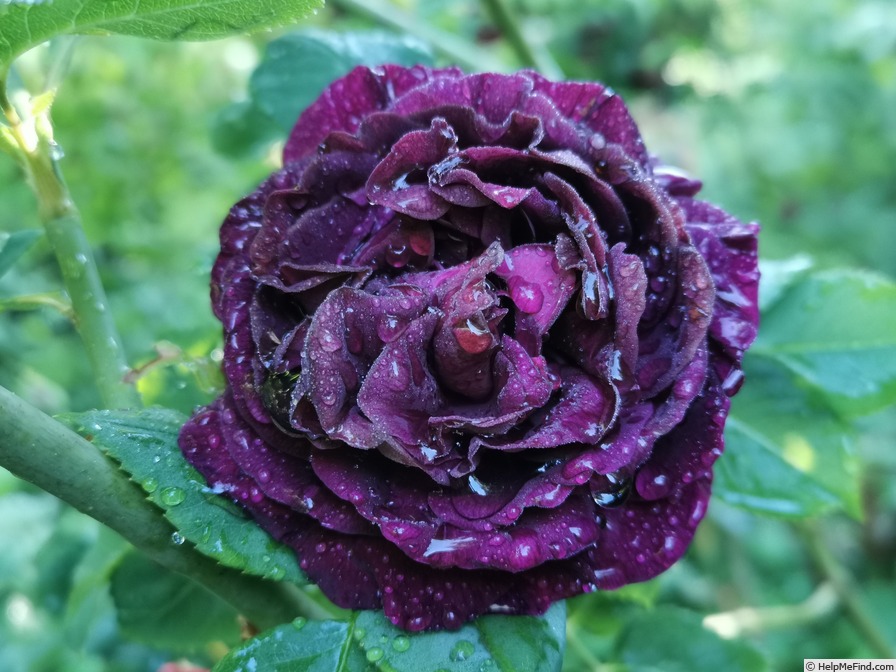 'Souvenir du Docteur Jamain (Hybrid Perpetual, Lacharme, 1865)' rose photo