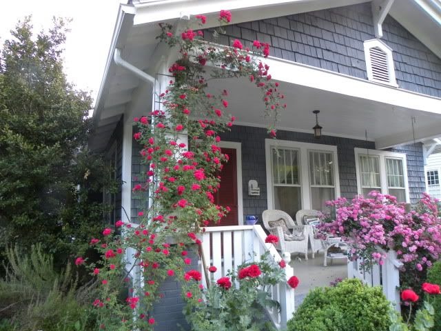 'Frogview Cottage Garden'  photo