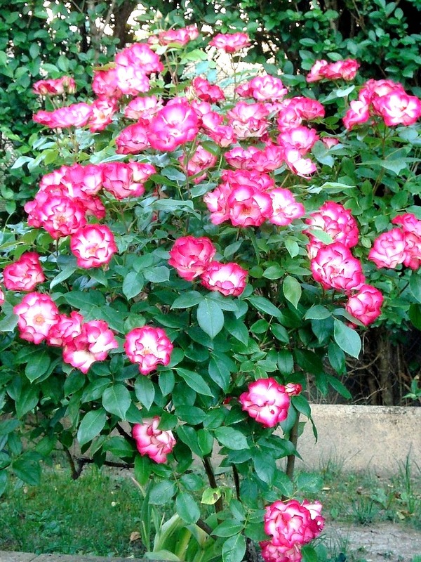 'Loulou de Cacharel ®' rose photo