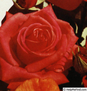 'Climentina' rose photo