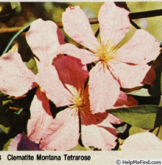 'C. montana 'Tetrarose'' clematis photo