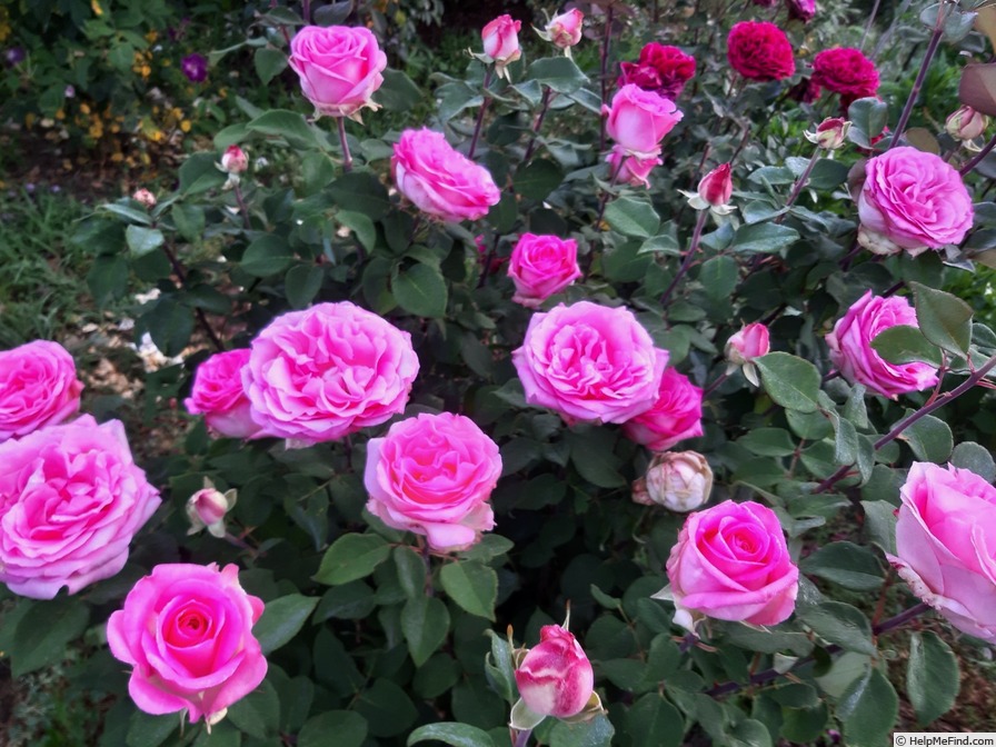 'Beverly ®' rose photo