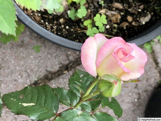 'MMILC3NA1' rose photo