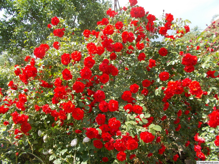 'Grimpant La Sevillana' rose photo