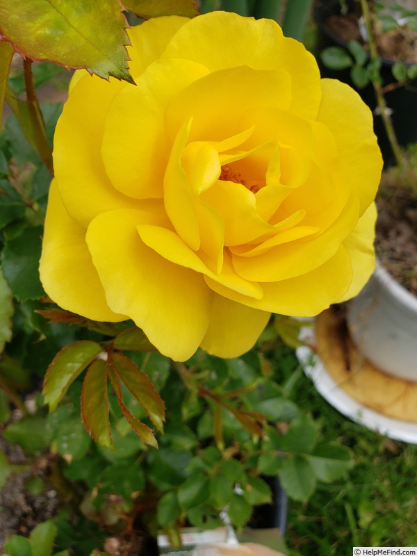 'Sol Desire ™' rose photo