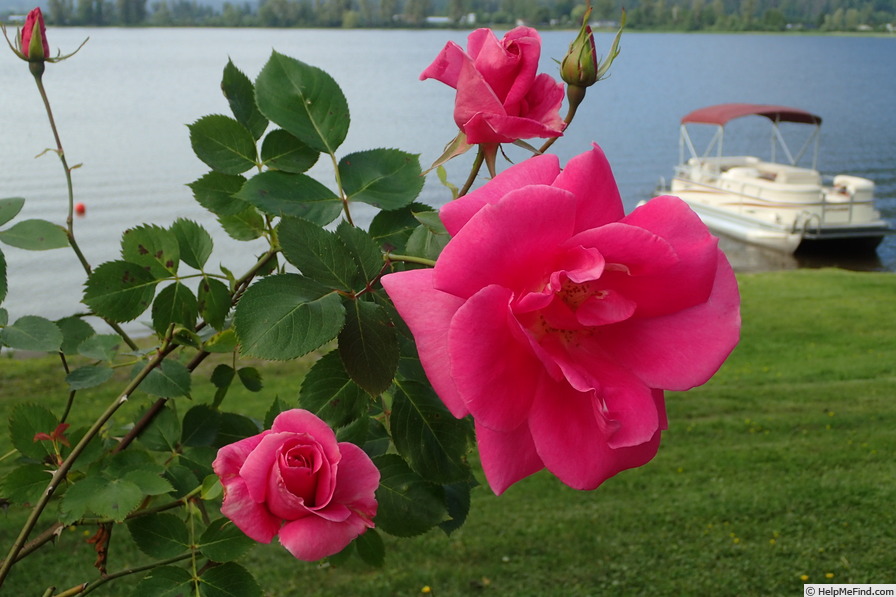 'Carefree Beauty' rose photo