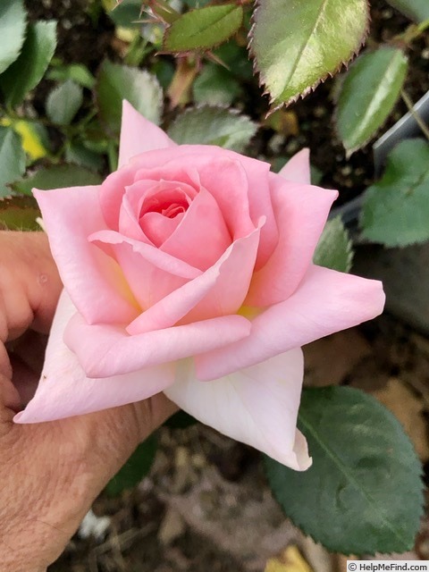 'GHF2' rose photo