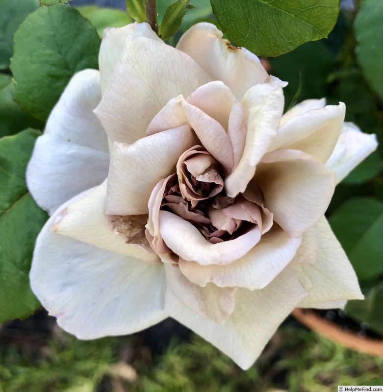 'Grey Dawn' rose photo