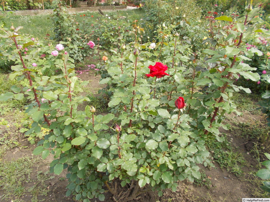 'Victor Hugo ® (hybrid tea, Meilland, 1985)' rose photo