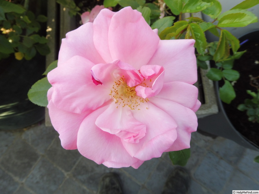 'Rosenprofessor Sieber ®' rose photo