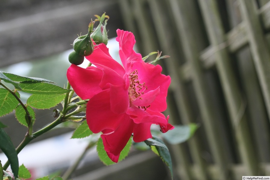 'Eddie's Juwel' rose photo