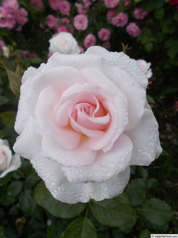 'A Whiter Shade of Pale (hybrid tea, Pearce, 2006)' rose photo