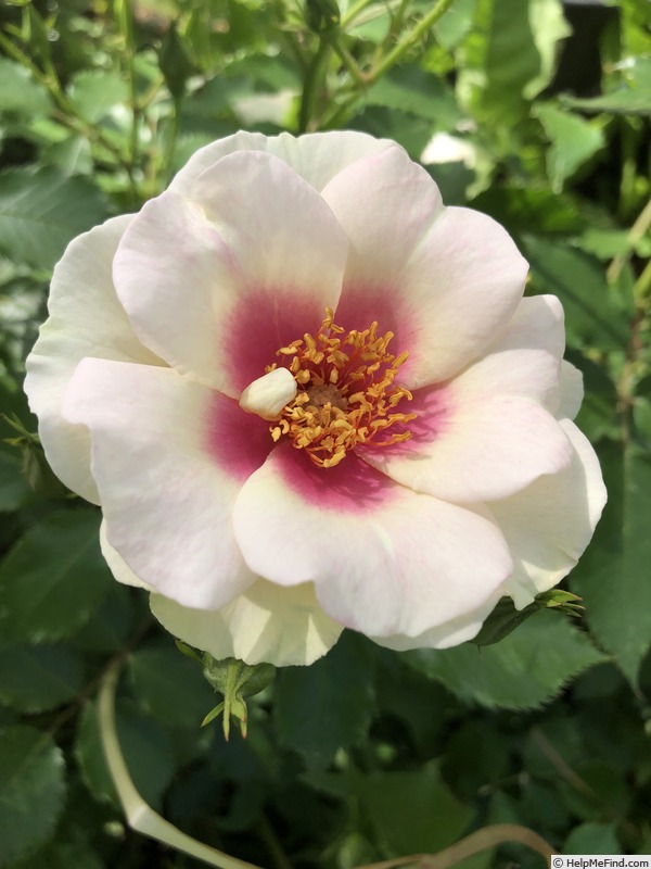 'Bull's Eye (shrub, James 2011)' rose photo