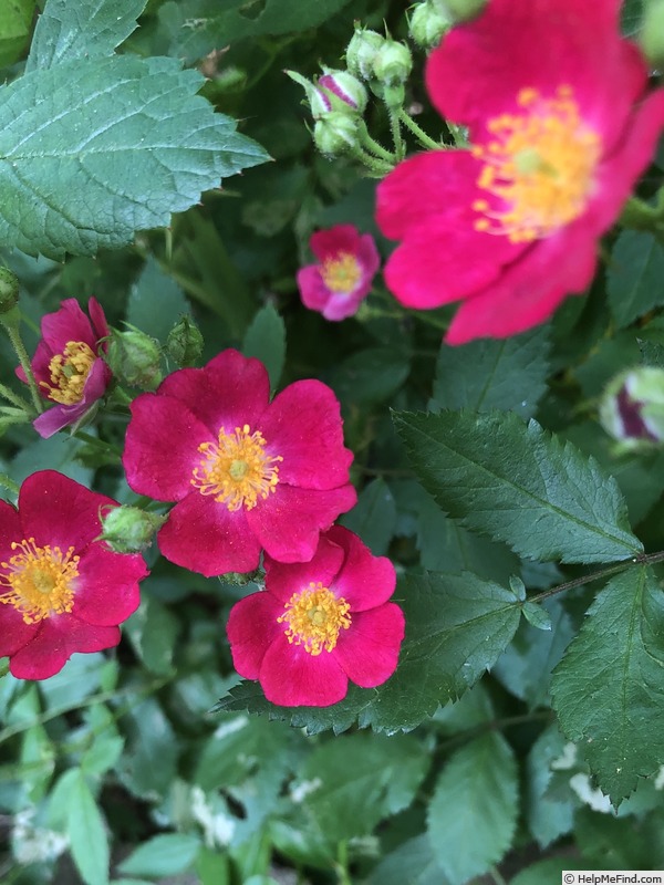 'Candy Oh! Vivid Red' rose photo