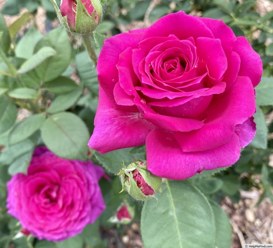 'Stephens' Big Purple (Hybrid Tea, Stephens, 1985)' rose photo