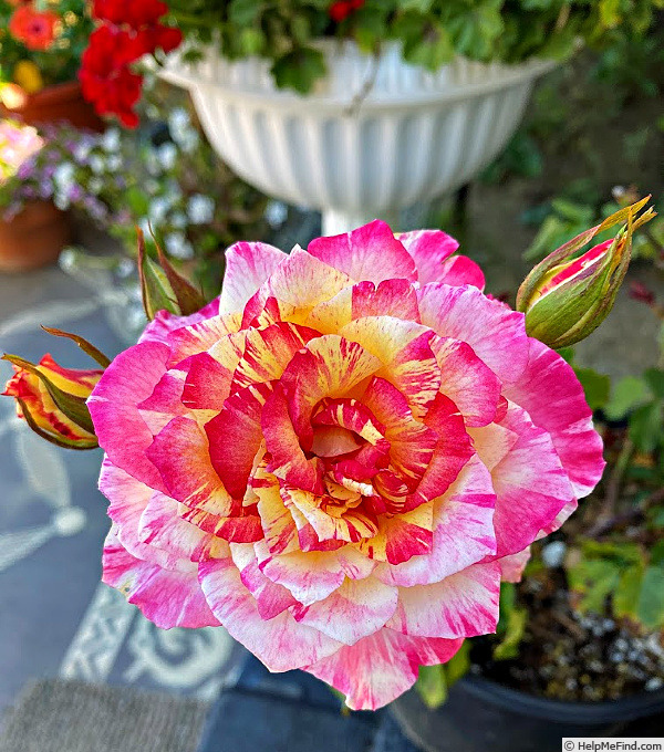 'Monet (floribunda, Wells, 2013)' rose photo