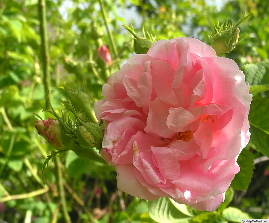 'Celsiana' rose photo