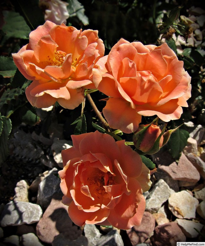 'Coral Knock Out ®' rose photo