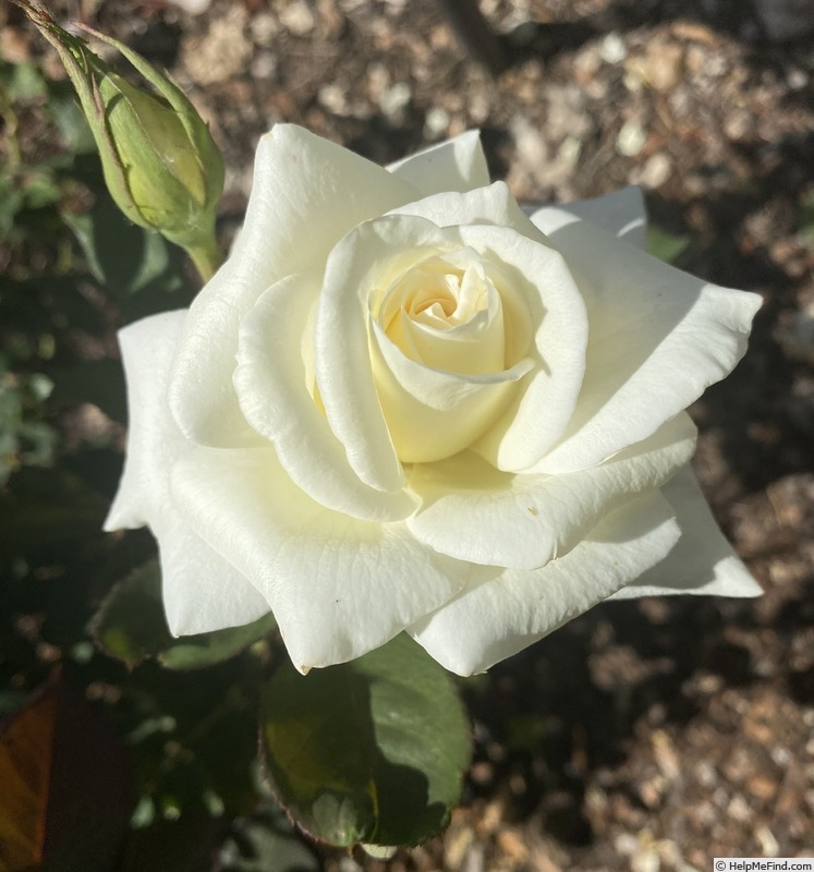 'White Success' rose photo