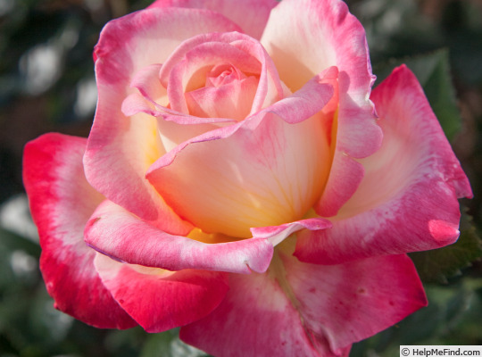 'Enchanted Peace™' rose photo