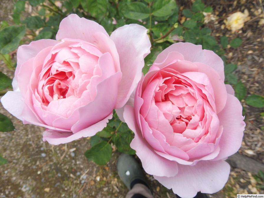 'The Alnwick Rose' rose photo