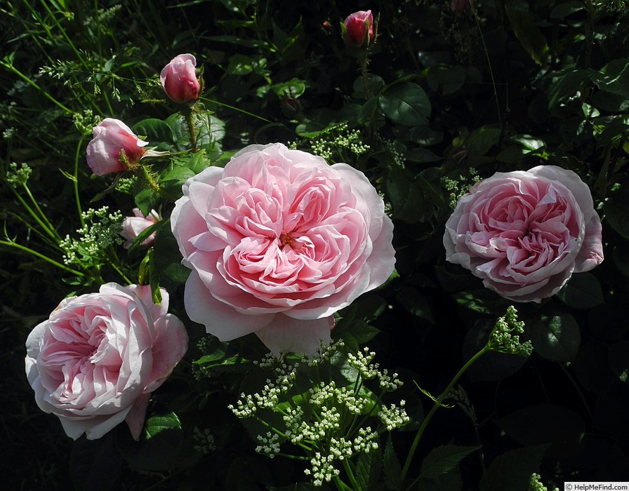 'Everblooming Moss' rose photo