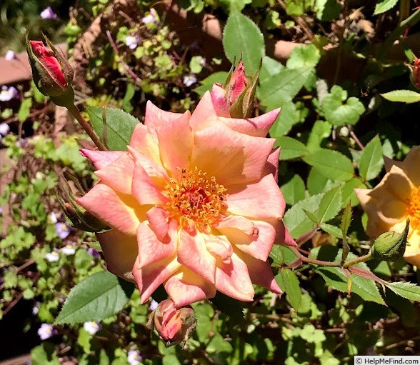 'Suntan Beauty ™' rose photo