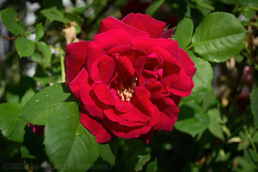 'Cuthbert Grant' rose photo