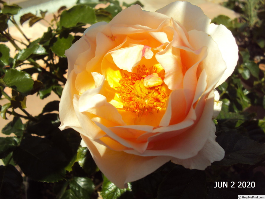 'Jardin des Tuileries ®' rose photo