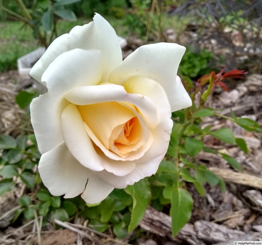 'Moonsprite' rose photo