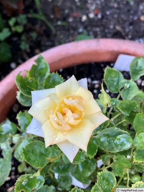 'BESOUL13-1' rose photo