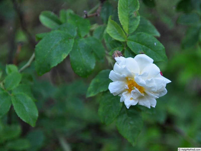 'Banksiaeflora' rose photo