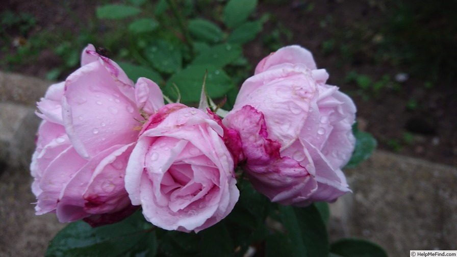 'Clara Cochet' rose photo